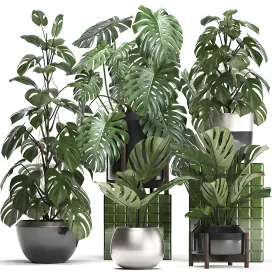 Plant collection monstera